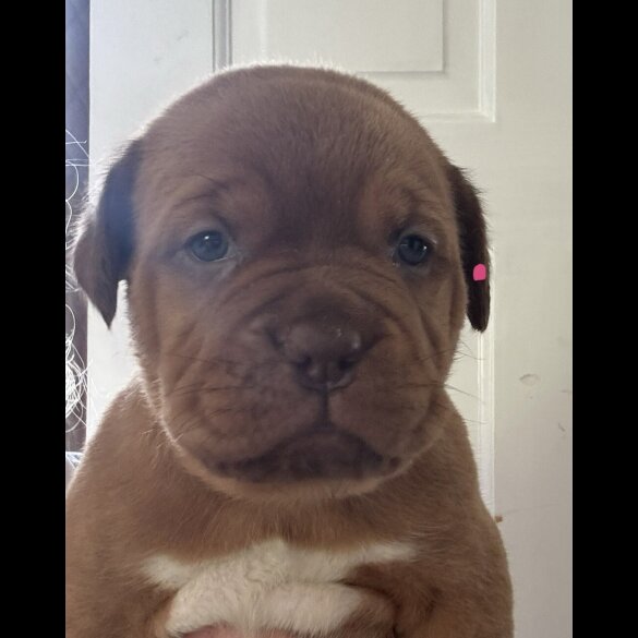 Dogue De Bordeaux - Both