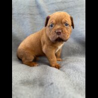 Dogue De Bordeaux - Both