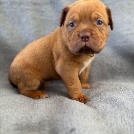 Dogue De Bordeaux - Both