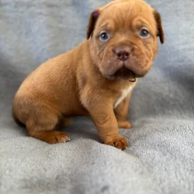 Dogue De Bordeaux - Both
