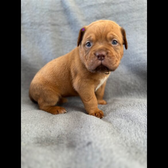 Dogue De Bordeaux - Both