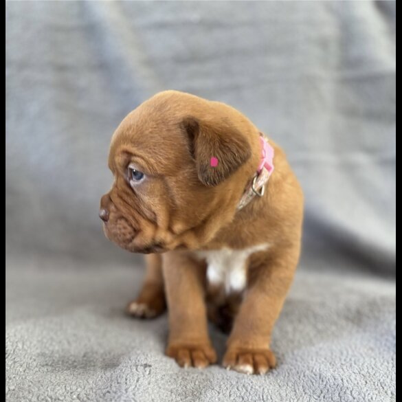 Dogue De Bordeaux - Both