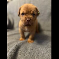 Dogue De Bordeaux - Both