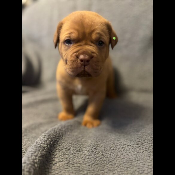 Dogue De Bordeaux - Both
