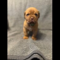 Dogue De Bordeaux - Both