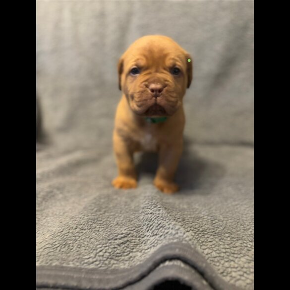 Dogue De Bordeaux - Both