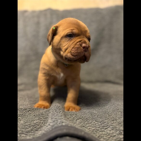 Dogue De Bordeaux - Both