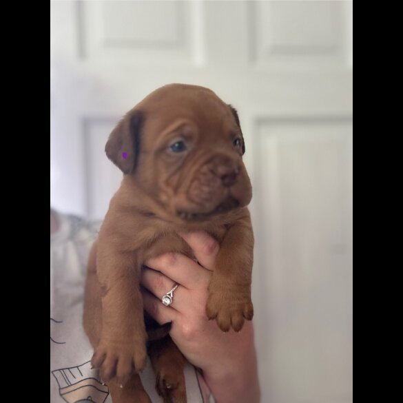 Dogue De Bordeaux - Both