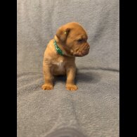Dogue De Bordeaux - Both
