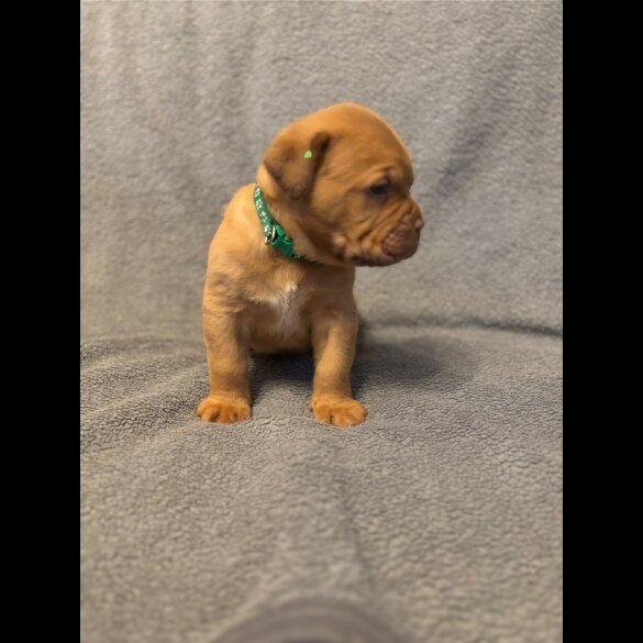Dogue De Bordeaux - Both