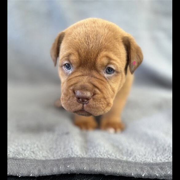 Dogue De Bordeaux - Both