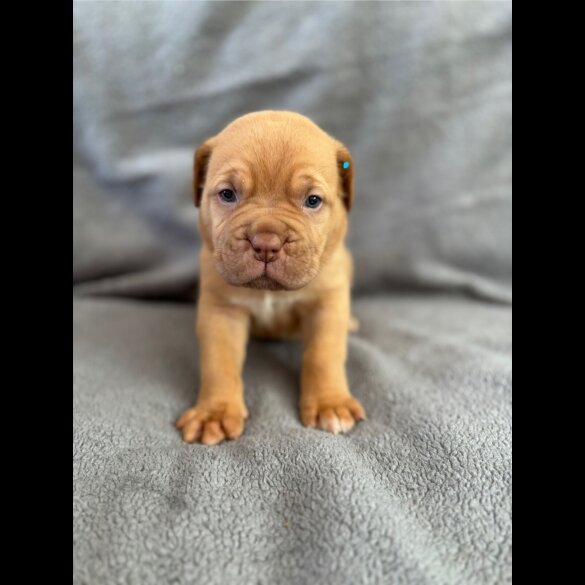 Dogue De Bordeaux - Both