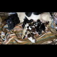English Springer Spaniel - Both