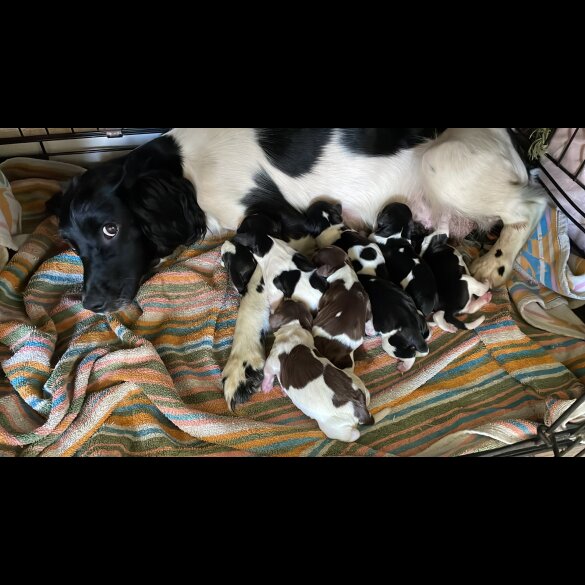 English Springer Spaniel - Both