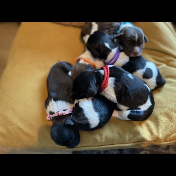 English Springer Spaniel - Both