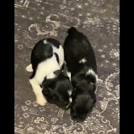 English Springer Spaniel - Both