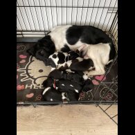 English Springer Spaniel - Both