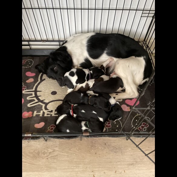 English Springer Spaniel - Both