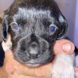 English Springer Spaniel - Both