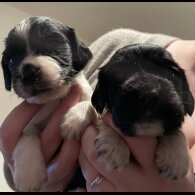 English Springer Spaniel - Both