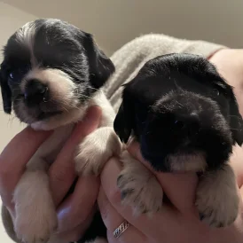 English Springer Spaniel - Both