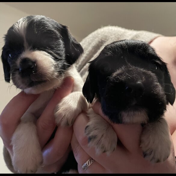 English Springer Spaniel - Both