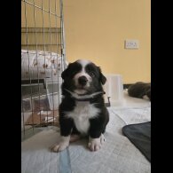 Border Collie - Both