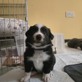 Border Collie - Both
