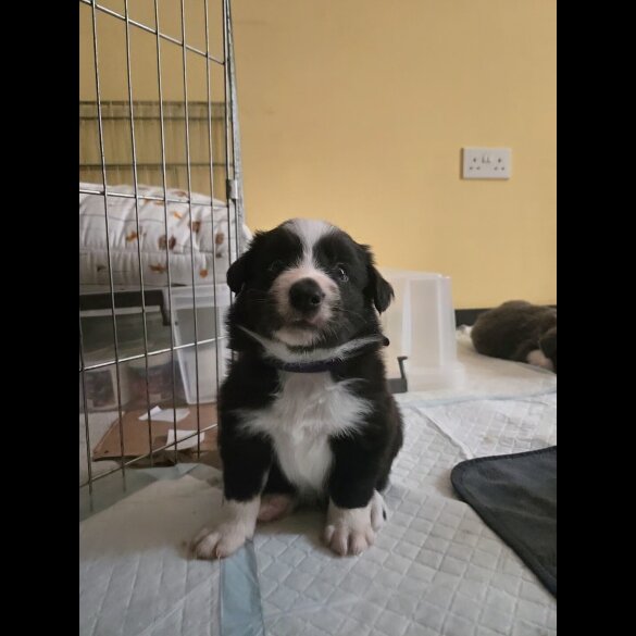 Border Collie - Both