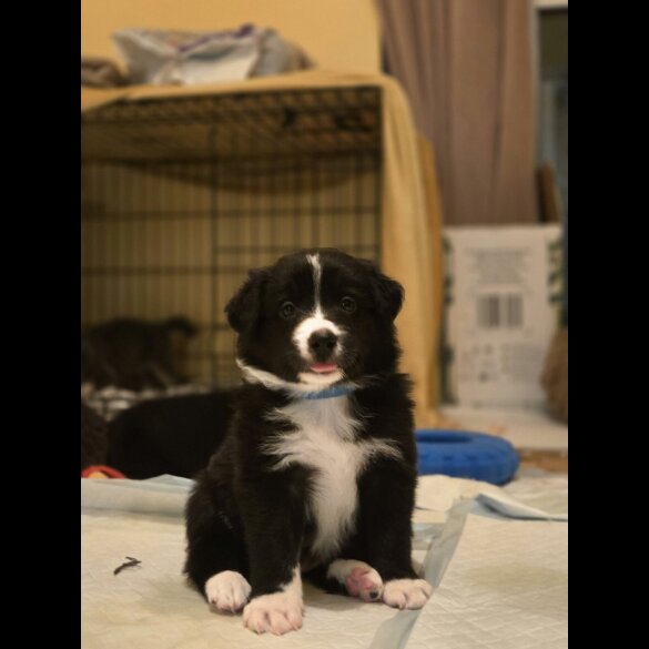 Border Collie - Both