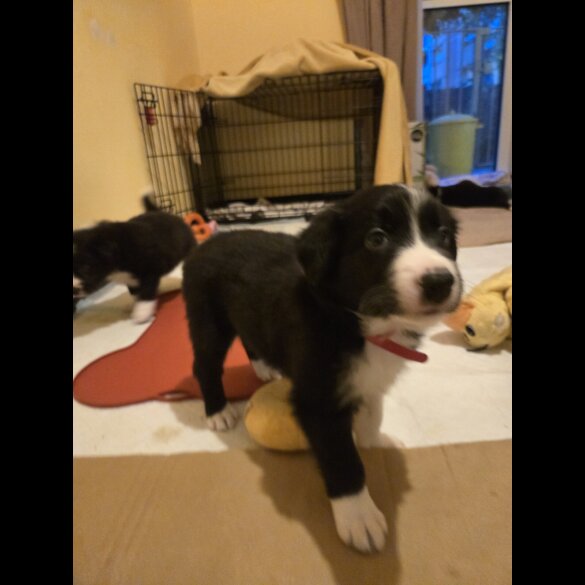 Border Collie - Both