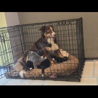 Border Collie - Both