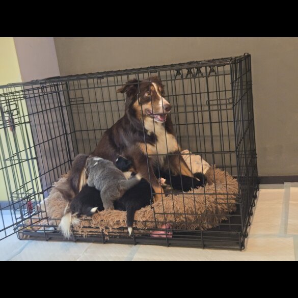 Border Collie - Both