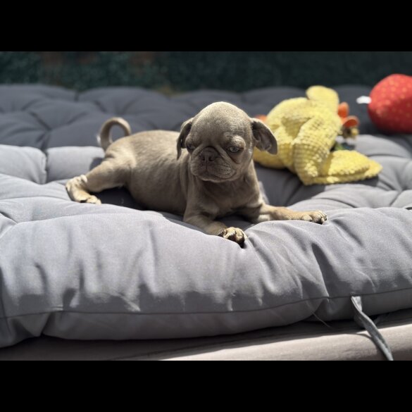 Pug - Both