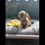 Pug - Both