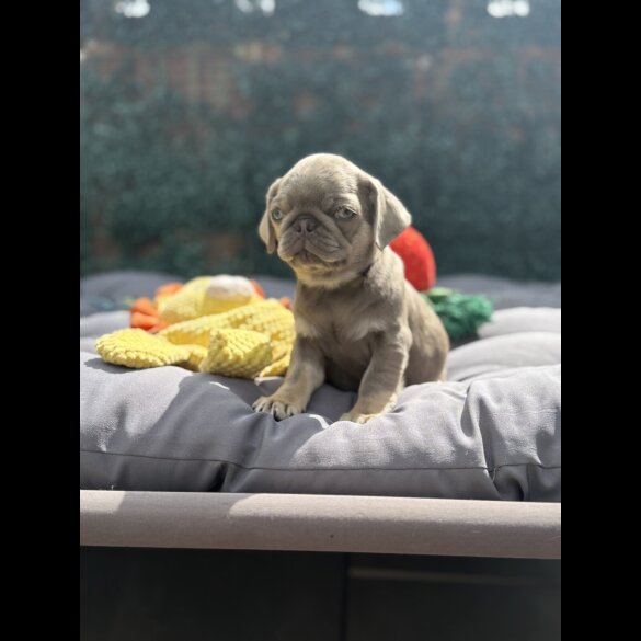 Pug - Both