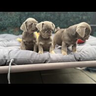 Pug - Both