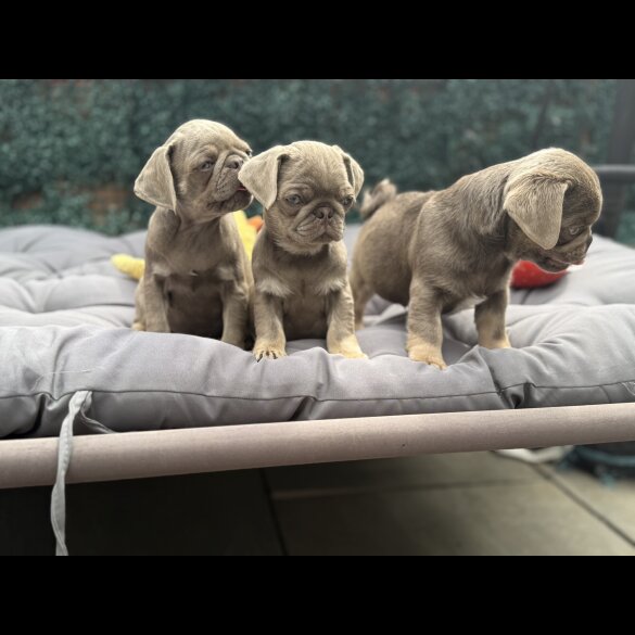 Pug - Both