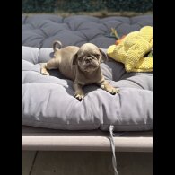 Pug - Both