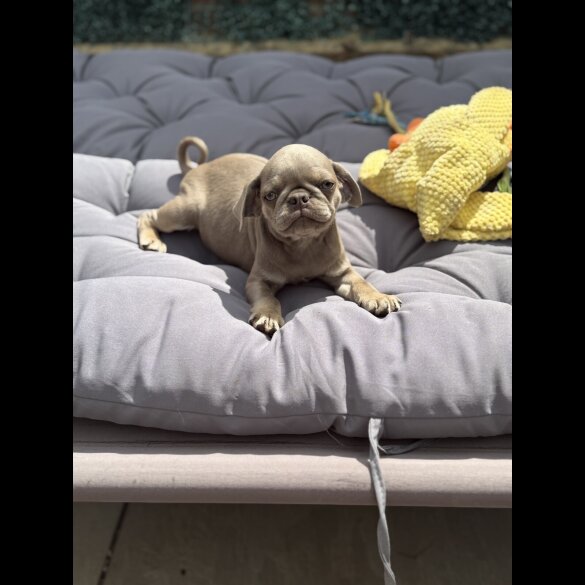 Pug - Both