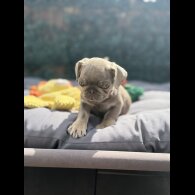 Pug - Both