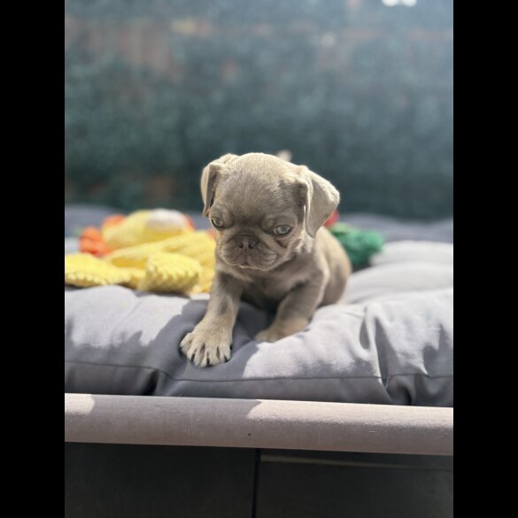 Pug - Both
