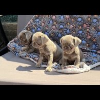 Pug - Both