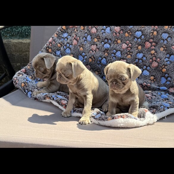 Pug - Both