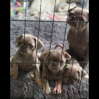 Pug - Both