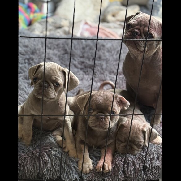 Pug - Both