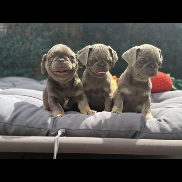 Pug - Both