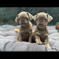 Pug - Both