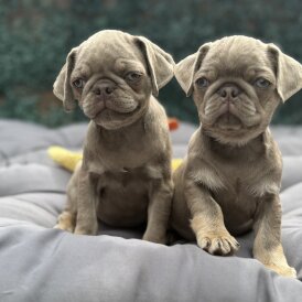 Pug - Both