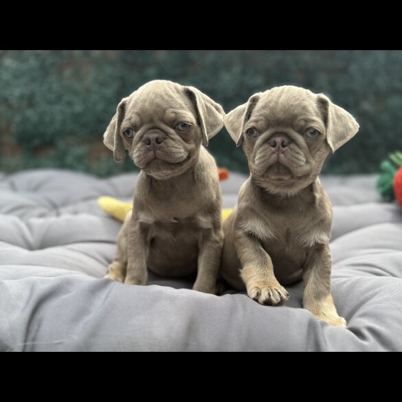 Pug - Both